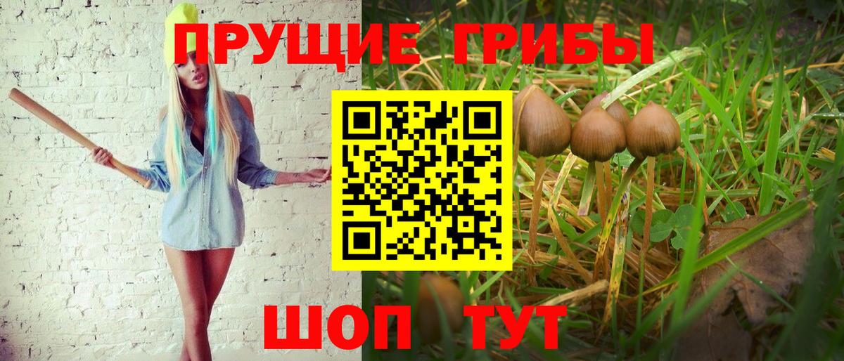 Елизово  магазин    Вход с VPN  Псилоцибиновые грибы Cubensis 